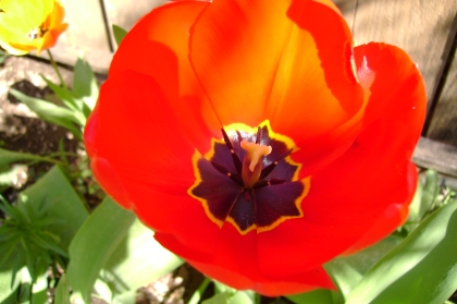 red open tulip