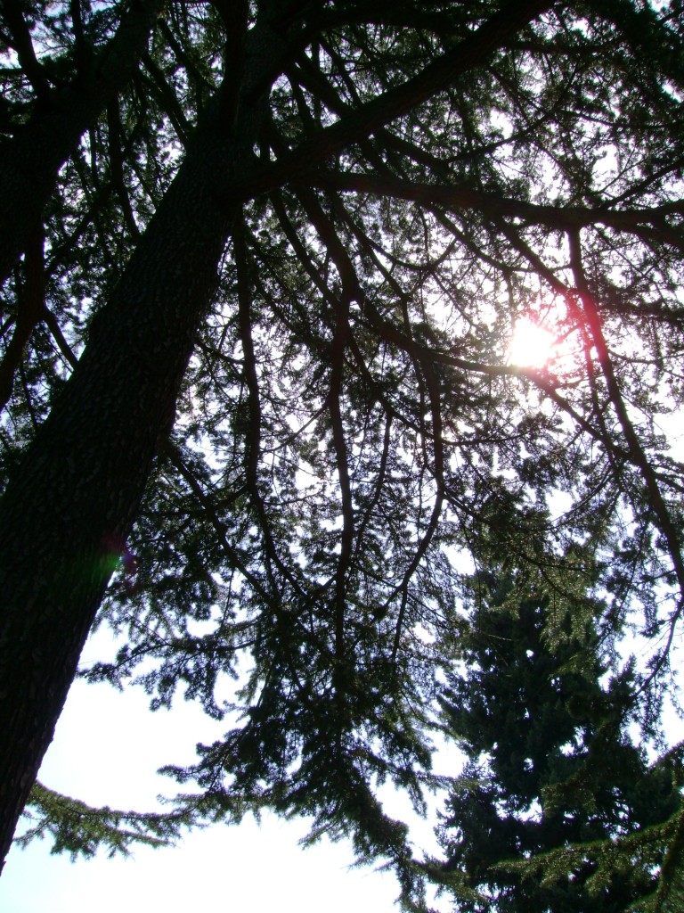 pine tree morning