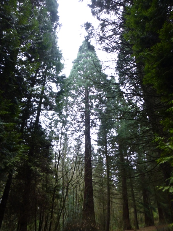 The tall pines of the Pacific Northwest