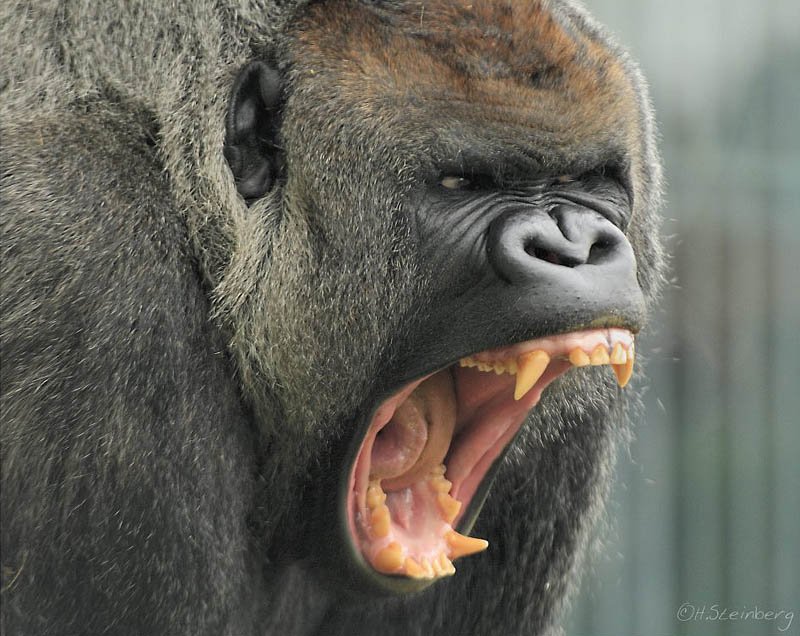 hubris gorilla-fight