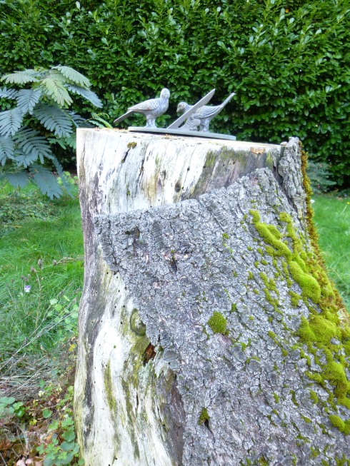 backyard stump