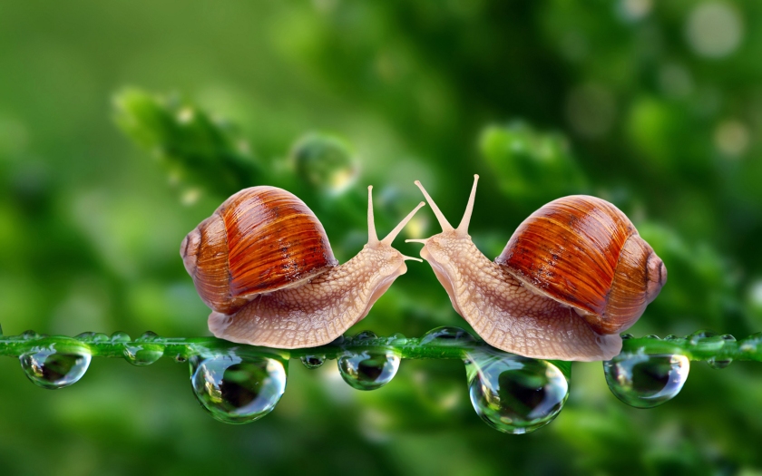 love snails art