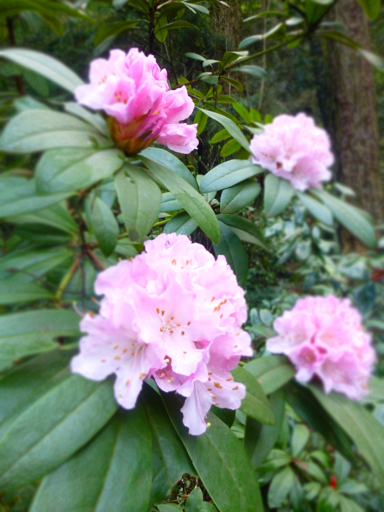 Rhododendron pink by N.L McKinley