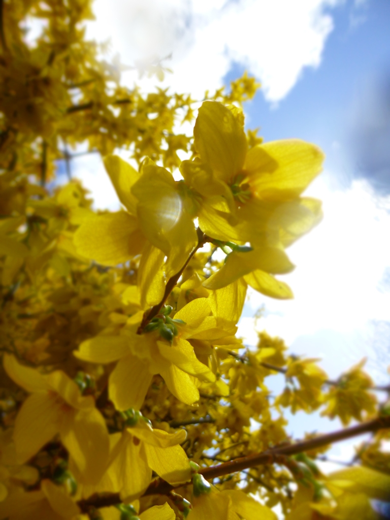 Yellow Spring Credit N.L. McKinley 