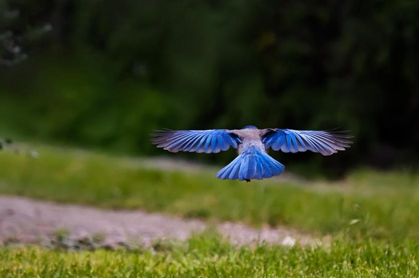 scrub jay flying blue bird
