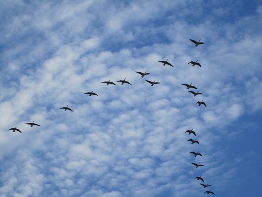 Canada Geese flying in V formation