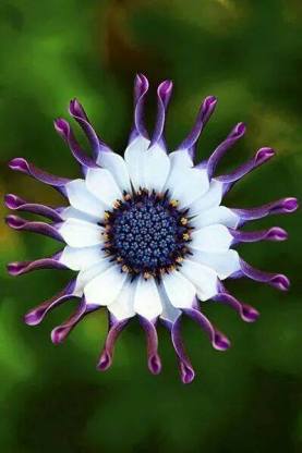 flower design pattern purple
