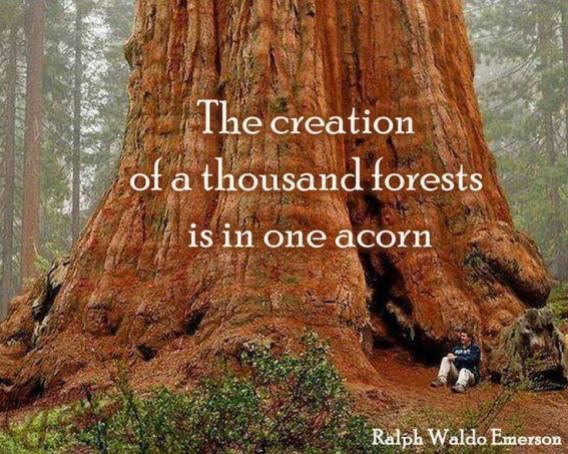quote tree acorn creation nature