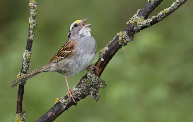 White-throated Sparrow (Zonotrichia albicollis) perched on a branch in Manitoba, Canada.