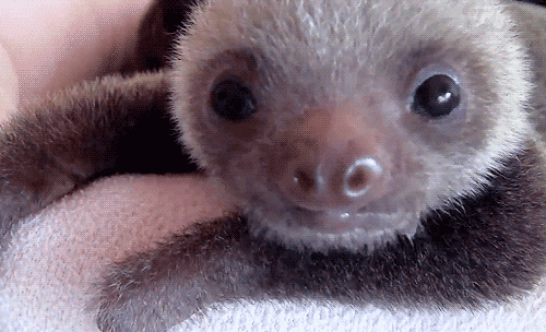 sloth-baby gif