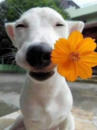 happy smile dog and flower animal pet