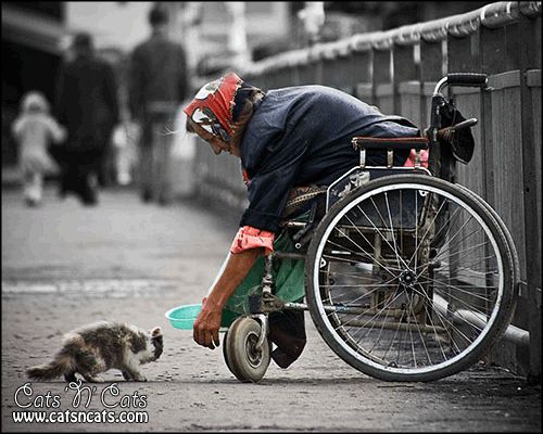 kindness kind cat lady old wheelchair