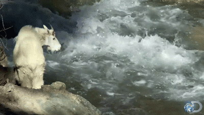 goat rushing water gif