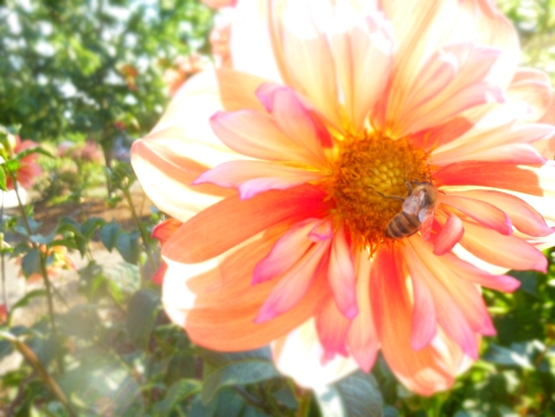 peach flower and bee
